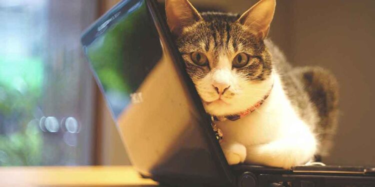 Pourquoi les chats sont-ils si tentés de s'allonger sur votre ordinateur ? 1 Pourquoi les chats sont-ils si tentés s allonger sur votre ordinateur