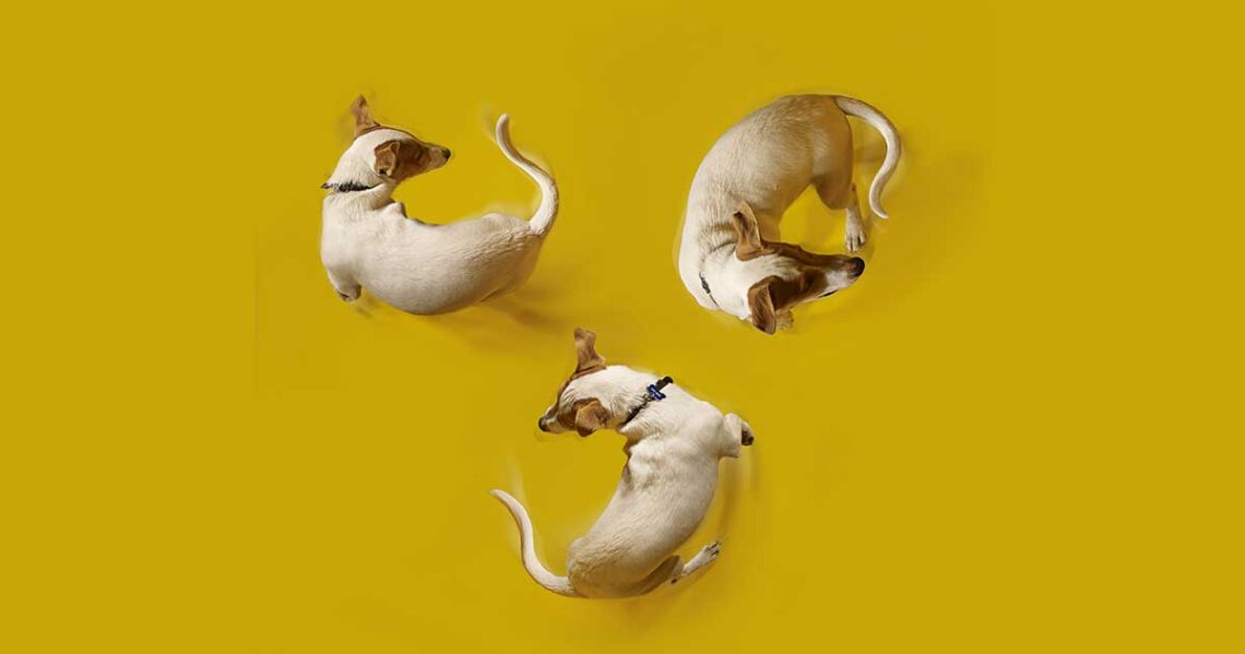 Pourquoi les chiens tournent avant se coucher
