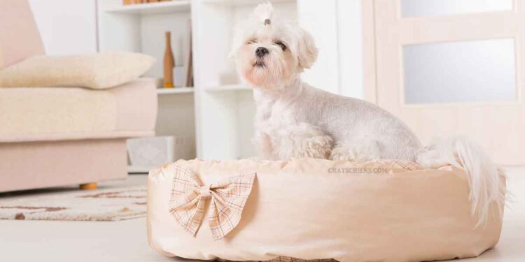 Races chiens hypoallergéniques