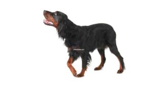 Setter Gordon