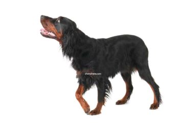 Setter Gordon 15 Setter Gordon