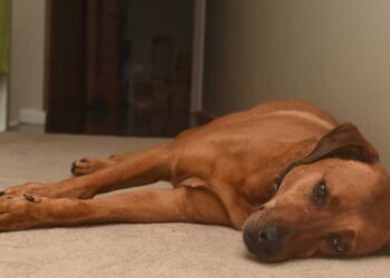 Stress chez les chiens. Quels sont les signes et comment aider un animal de compagnie ? 10 Stress-chiens