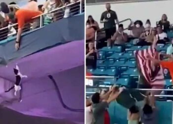 Un chat attrapé par des supporters après être tombé du plus haut niveau du stade