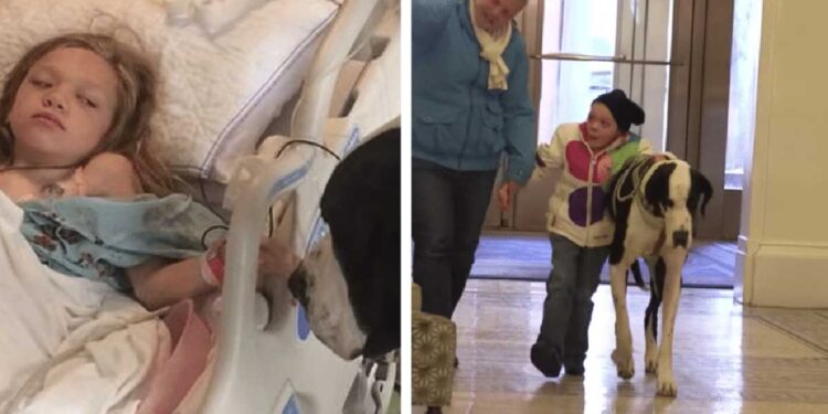 Un chien assistance aide jeune fille marcher à nouveau