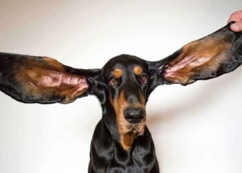 Un chien bat le record du monde Guinness des oreilles les plus longues