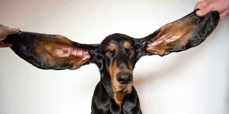 Un chien bat le record du monde Guinness des oreilles les plus longues