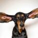 Un chien bat le record du monde Guinness des oreilles les plus longues