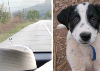 Un chiot sans-abri court après une voiture demandant secouru