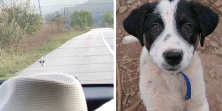 Un chiot sans-abri court après une voiture demandant secouru