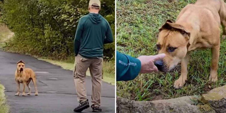 Un couple passe 1 an à essayer de sauver un chien errant jusqu'à ce qu'il leur fasse enfin confiance