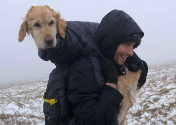 Un couple sauve un chien perdu pendant deux semaines dans les montagnes