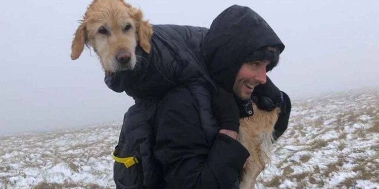 Un couple sauve un chien perdu pendant deux semaines dans les montagnes