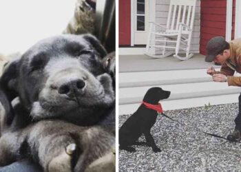Un homme sourd adopte un chiot sourd et lui apprend la langue des signes