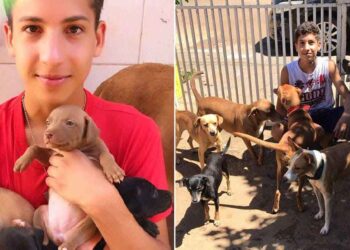 adolescent de 17 ans ouvre refuge sauve 26 animaux en un mois