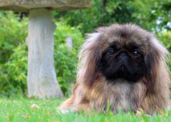 bases des soins pour Pékinois