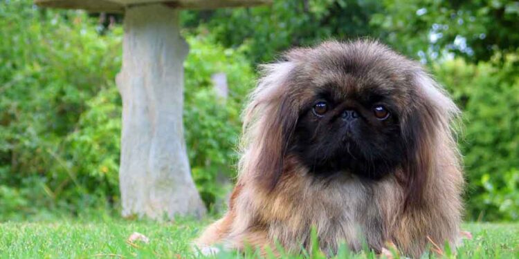 bases des soins pour Pékinois