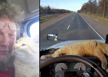 camionneur solitaire adopte un chat errant et sa vie change à jamais