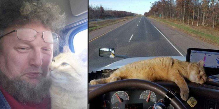 Un camionneur solitaire adopte un chat errant et sa vie change à jamais 1 camionneur solitaire adopte un chat errant et sa vie change à jamais