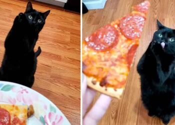 chat a appris à mendier manière fait fondre le cœur des gens