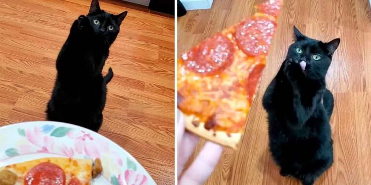 chat a appris à mendier manière fait fondre le cœur des gens