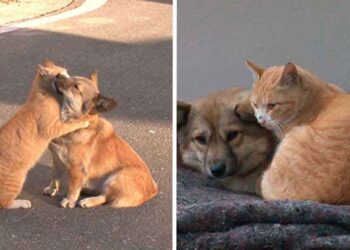 chat adorable réconforte chien abandonné attend propriétaires