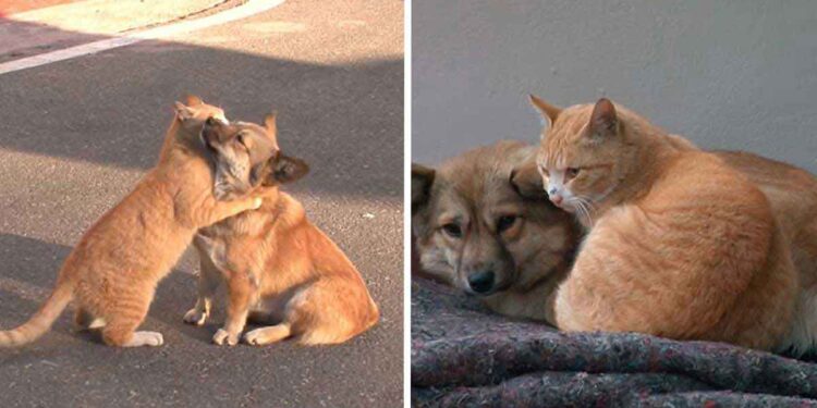 chat adorable réconforte chien abandonné attend propriétaires