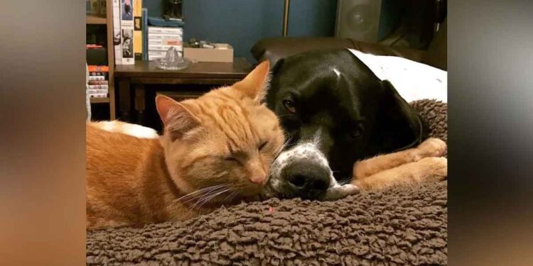 Ce chat et ce chien héros sont des donneurs de sang réguliers pour aider d'autres animaux 1 chat chien héros donneurs de sang