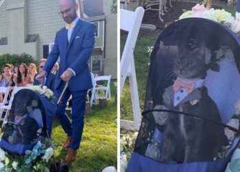 chat élégant porteur alliances mariage propriétaires