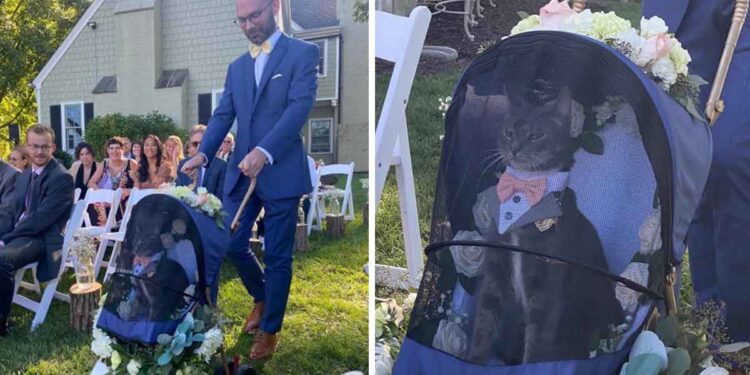 chat élégant porteur alliances mariage propriétaires