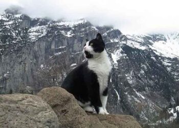 chat guide homme perdu montagnes suisses