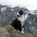 Un chat guide un homme perdu dans une montagne en Suisse et ce n'est pas la première fois qu'il le fait 10 chat guide homme perdu montagnes suisses