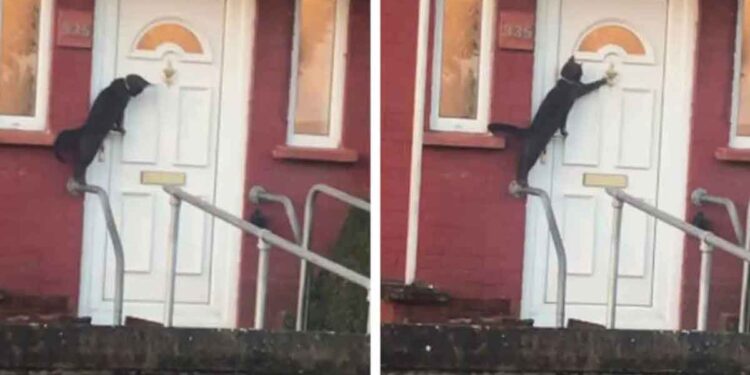 chat noir frappe à la porte comme humain