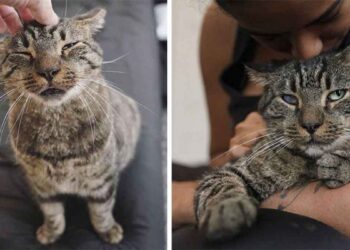 chat sans-abri câlins trouve famille
