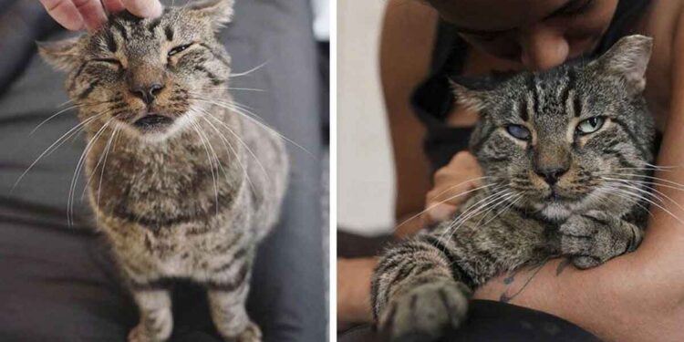 chat sans-abri câlins trouve famille