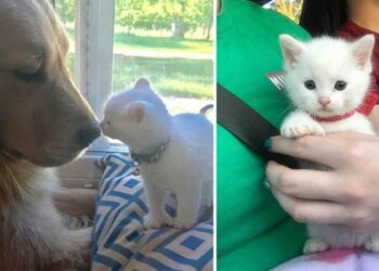 chaton abandonné trouve amour chienne grand cœur