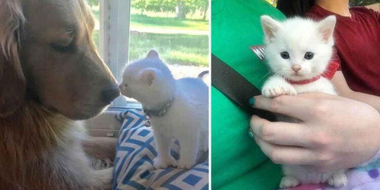 Un chaton abandonné trouve l'amour chez une chienne au grand cœur 1 chaton abandonné trouve amour chienne grand cœur