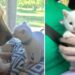 Un chaton abandonné trouve l'amour chez une chienne au grand cœur 4 chaton abandonné trouve amour chienne grand cœur