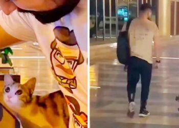 chaton apparaît chaque fois homme visite cafétéria