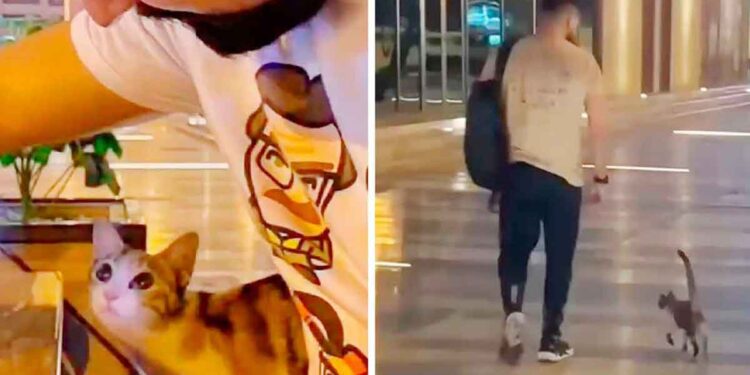 chaton apparaît chaque fois homme visite cafétéria