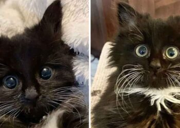 chaton aux yeux irrésistibles voit sa vie basculer femme aider