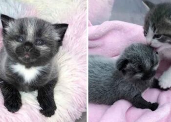 chaton unique trouvé recueilli par famille chats