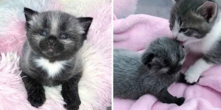 Un chaton à la fourrure unique trouvé sur le trottoir est recueilli par une famille de chats 1 chaton unique trouvé recueilli par famille chats