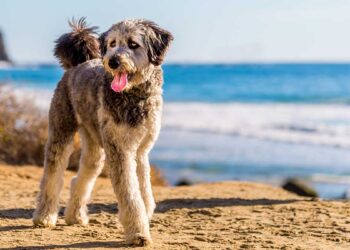 Aussiedoodle 23 chien Aussiedoodle