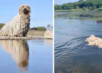 chien Komondor ressemblant serpillère