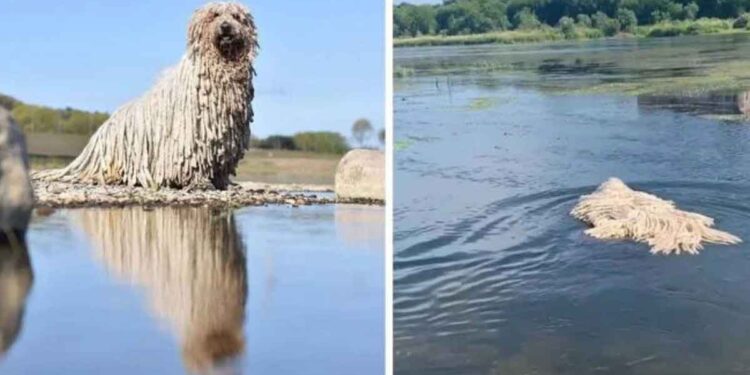 chien Komondor ressemblant serpillère