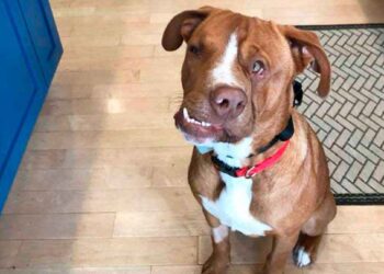 chien au visage tordu cœur or trouve famille