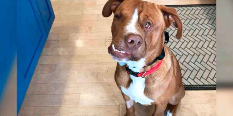 chien au visage tordu cœur or trouve famille