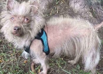 chien avec allure inhabituelle confondu avec cochon