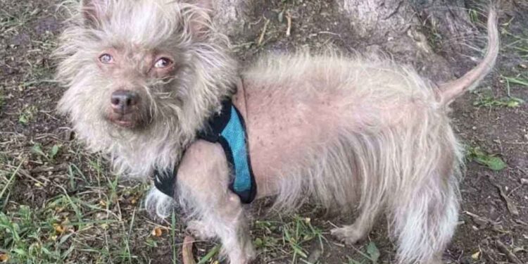 chien avec allure inhabituelle confondu avec cochon