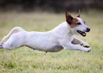 chien est hyperactif